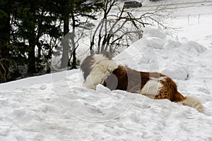 Saint bernard dog lying on the snow during deep winter