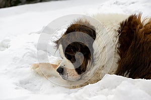 Saint bernard dog lying on the snow during deep winter