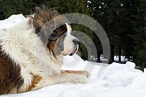 Svätý bernardský pes ležiaci na snehu počas hlbokej zimy