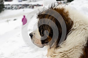 Saint bernard dog lying on the snow during deep winter