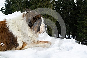 Saint bernard dog lying on the snow during deep winter