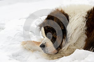 Svätý bernardský pes ležiaci na snehu počas hlbokej zimy