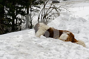 Saint Bernard dog lying on the snow on hill during winter.