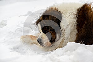 Saint Bernard dog lying on the snow on hill during winter.