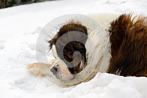 Saint Bernard dog lying on the snow on hill during winter.