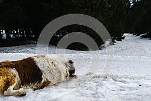 Svätý bernardýn ležiaci na snehu na kopci počas zimy.