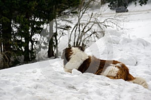 Saint Bernard pes ležící na sněhu na kopci v zimě.