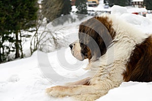 Saint Bernard dog lying on the snow on hill during winter.