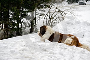 Saint Bernard dog lying on the snow on hill during winter.