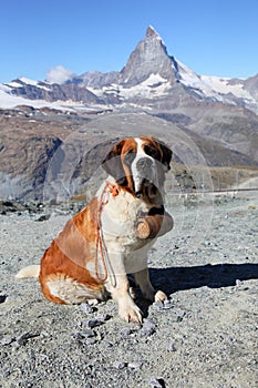 Saint Bernard dog on Matterhorn mountain
