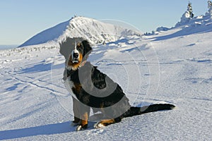 Saint Bernard dog on the Mountains