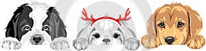 Saint Bernard dog, Shih Tzu and Golden Retriever are best friends