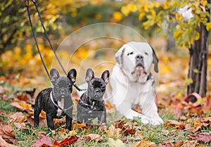 Saint Bernard dog and two black french bulldog puppies are on maple leaves in autumn