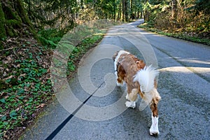 Saint Bernard dog walking on a long leash down a road in Farrel-McWhirter Farm Park, Redmond, WA