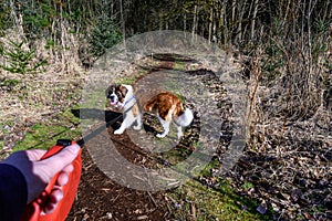 Saint Bernard dog walking on a long leash on a sunny trail in Farrel-McWhirter Farm Park, Redmond, WA