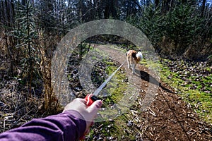 Saint Bernard dog walking on a long leash on a sunny trail in Farrel-McWhirter Farm Park, Redmond, WA