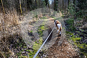Saint Bernard dog walking on a long leash on a sunny trail in Farrel-McWhirter Farm Park, Redmond, WA