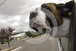 Saint Bernard Enjoying the Breeze