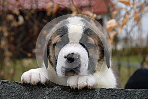 Saint Bernard puppy