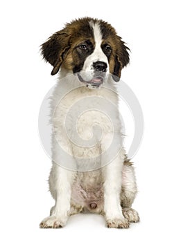 Saint Bernard puppy (7 months)