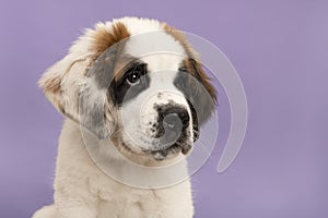 Saint Bernard puppy dog portrait looking away on a purple background with space for copy