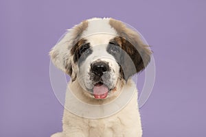 Saint Bernard puppy dog portrait looking at the camera, on a lavender purple background