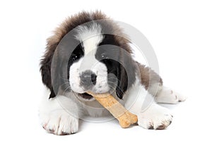 Saint Bernard Puppy Enjoying a Treat