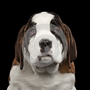 Saint Bernard Puppy on Isolated Black Background