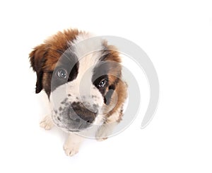 Saint Bernard Puppy Looking Sweet and Innocent