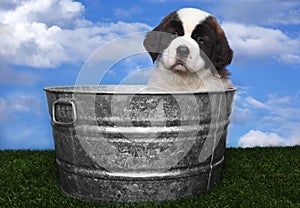 Saint Bernard Puppy Portrait