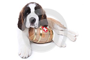 A Saint Bernard puppy with rescue barrel