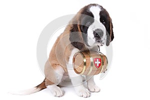 A Saint Bernard puppy with rescue barrel