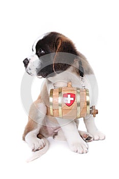 A Saint Bernard puppy with rescue barrel