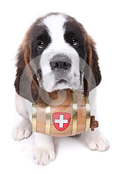 A Saint Bernard puppy with rescue barrel