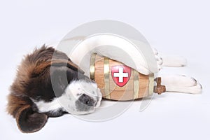 A Saint Bernard puppy with rescue barrel