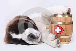 A Saint Bernard puppy with rescue barrel