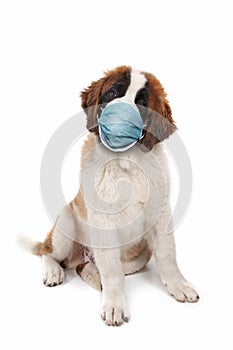 Saint Bernard Puppy Sitting Wearing PPE Mask