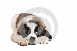 Saint Bernard Puppy With Sweet Expression