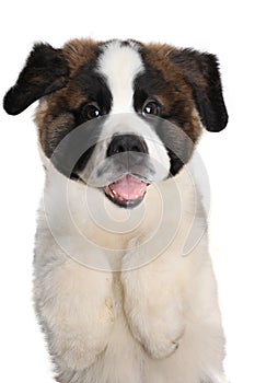 Saint Bernard Puppy With Sweet Expression