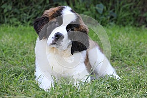 Saint Bernard Puppy With Sweet Expression