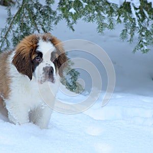 Saint Bernard puppy, swiss national dog