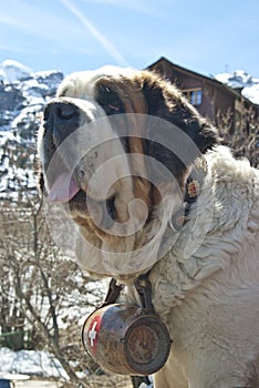 Saint Bernard Rescue Dog