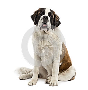 Saint-Bernard sitting