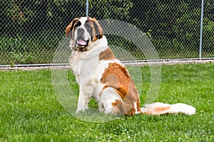Saint Bernard sitting in grass