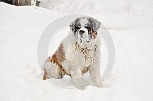 Saint Bernard in snow