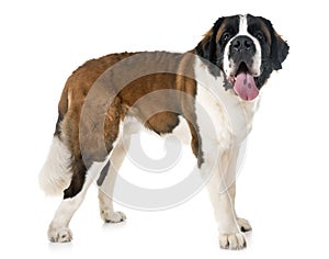 Saint bernard in studio