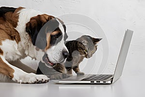 Saint Bernard and tabby cat captivated by laptop on white canvas   harmonious blend of curiosity and companionship