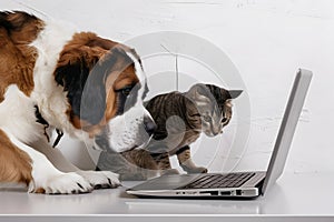 Saint Bernard and tabby cat captivated by laptop on white canvas   harmonious blend of curiosity and companionship