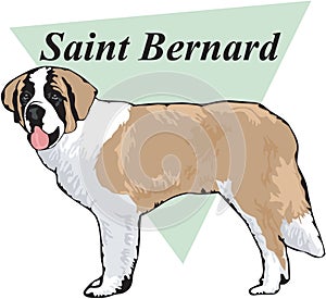 Saint Bernard Vector Illustration