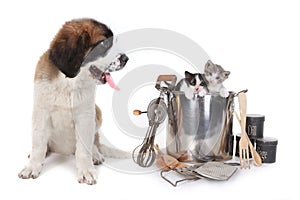 Saint Bernard Watching Kittens